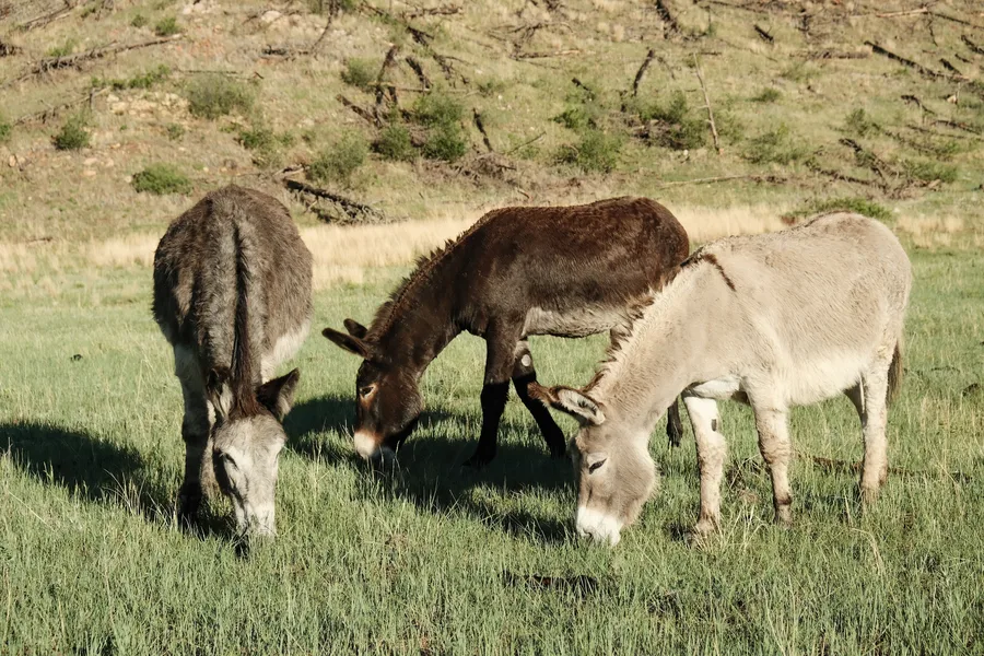 Custer State Park, South Dakota