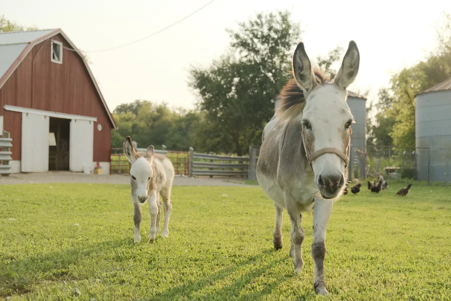 Redonkulous Farm, Iowa